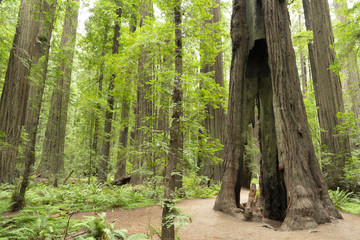Redwood National Forest in northern California