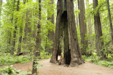 Redwood National Forest in northern California