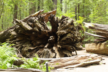 Redwood National Forest in northern California