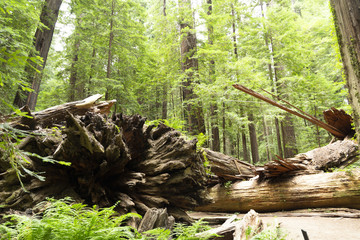 Redwood National Forest in northern California