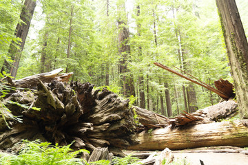 Redwood National Forest in northern California