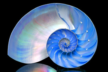Nautilus shell section isolated on black background - Powered by Adobe