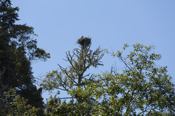 Osprey nest in a tree