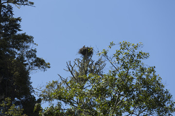 Osprey nest in a tree