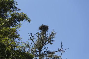 Osprey nest in a tree