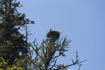 Osprey nest in a tree