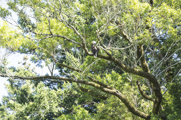 Bald eagle sitting in a tree