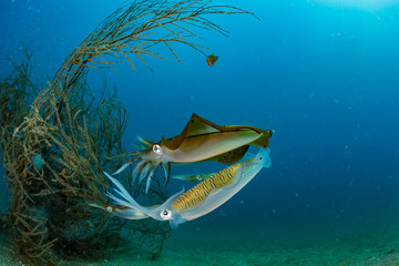 Bigfin Reef Squid