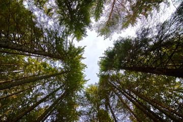 Trees from the bottom up and sunlight effect