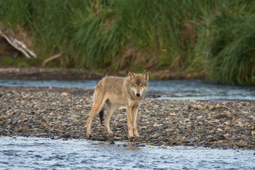 Obraz premium Alaskan Gray Wolf (Canis lupis)