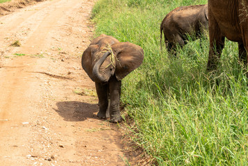 Baby elephant coming towards you