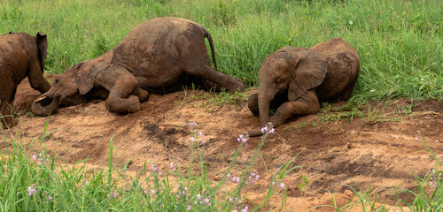 Baby elephants fooling around