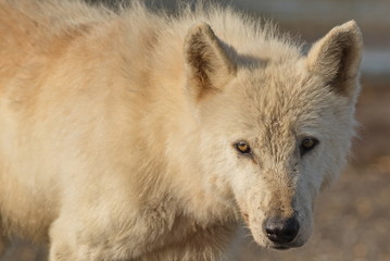 Obraz na płótnie Canvas Alaskan Gray Wolf (Canis lupis)