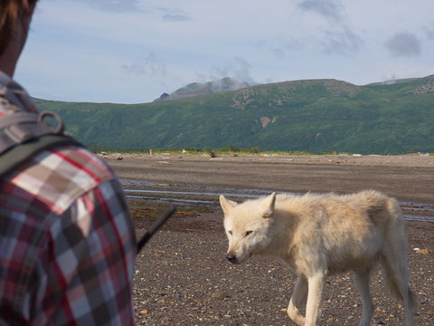 Alaskan Gray Wolf (Canis lupis)