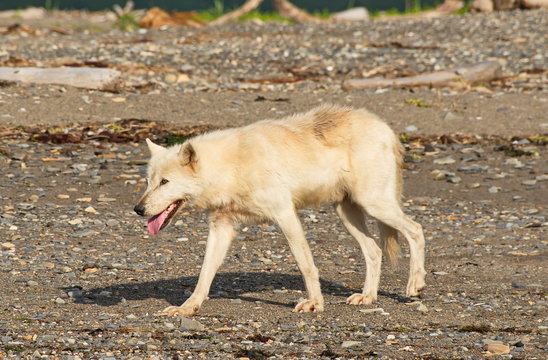 Alaskan Gray Wolf (Canis lupis)