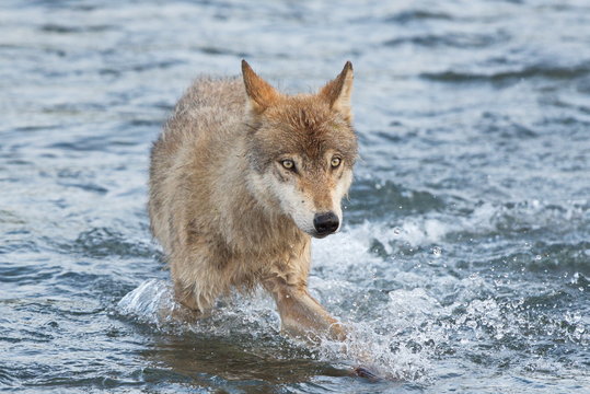 Alaskan Gray Wolf (Canis lupis)