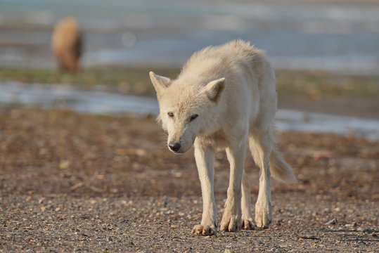 Alaskan Gray Wolf (Canis lupis)