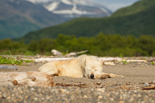 Alaskan Gray Wolf (Canis lupis)