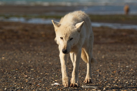 Alaskan Gray Wolf (Canis lupis)