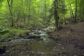 Rainforest river nature landscape. Stream in rainforest nature. Rainforest stream. Nature. Stream. Natural environment. Background
