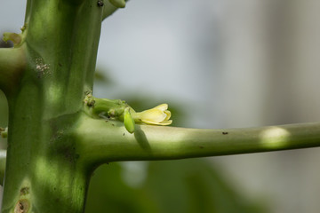 Small white Papaya tree flower