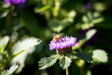Bee on purple flower