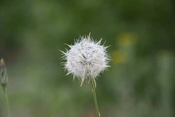 flower in closeup