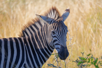 Zebra Beauty