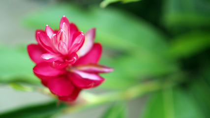 beautiful tropical red ginger flower ,close up. Alpinia purpurata (Vielle.) Schum.