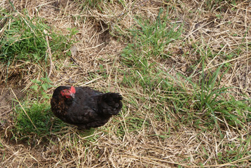 Vista desde arriba de gallina gallega negra libre en el campo mirando a cámara, con copyspace para texto. Ave de corral típica de aldea de Melide, Galicia sobre terreno con hierba fresca verde y seca.