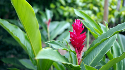 beautiful tropical red ginger flower ,close up. Alpinia purpurata (Vielle.) Schum.