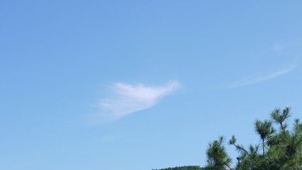 새모양 구름