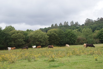 Vacas gallegas pastando comiendo hierba fresca al aire libre en prado verde con &aacute;rboles en d&iacute;a nublado. Ganado vacuno de raza aut&oacute;ctona de aldea de Melide, Galicia. Ganader&iacute;a extensiva sostenible.