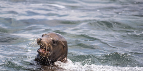 Fototapeta premium Sea Lion Swimming in the Pacific Ocean Looking Around in San Diego, California