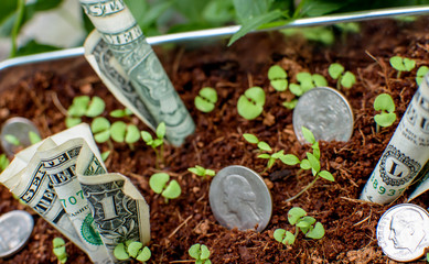Cash money growing with seedlings conceptual savings and money growth conceptual background photography