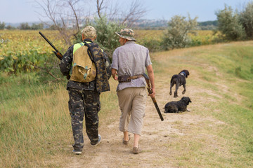 Hunter with a German trotter and spaniel, hunting a pheasant with dogs	