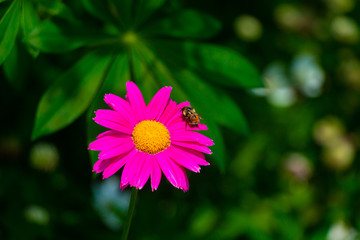 Pink Chrysanthemum with Bee Breckenridge Colorado