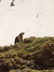 Marmot / Col de la Seigne,Italy