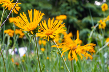 Yellow Wildflower Breckenridge Colorado