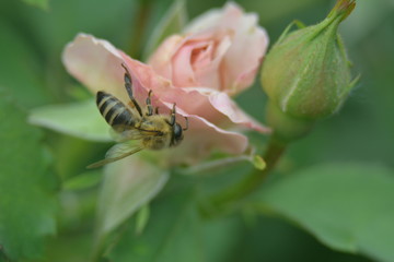 rose flower