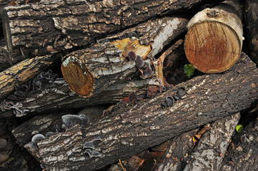 Wild mushrooms, in the wild nature