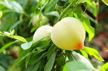 Ripe peaches hanging in a tree