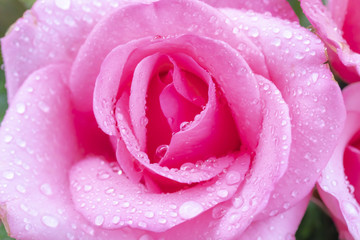 Drops of rain or dew on the delicate petals of a pink rose flower. Soft focus image.