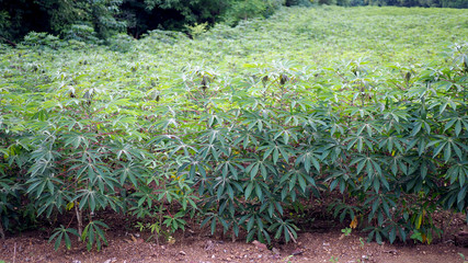 Manihot esculenta. Cassava, Yuca, Mandioa, Manioc, Tapioca.