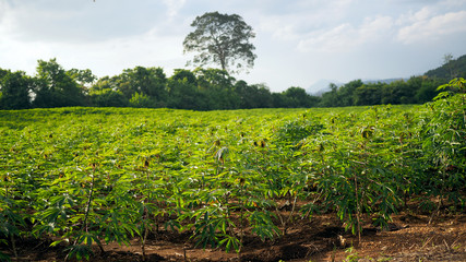 Obraz premium Manihot esculenta. Cassava, Yuca, Mandioa, Manioc, Tapioca.