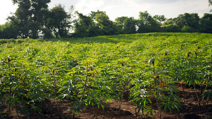 Manihot esculenta. Cassava, Yuca, Mandioa, Manioc, Tapioca.