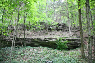 forest, tree ,natrue, trees, green