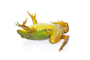 Frog isolated on a white background