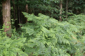 Bosque frondoso verde de hojas helechos y árboles de eucalipto en día nublado en aldea de Melide, La Coruña, Galicia. Vegetación autóctona de los montes gallegos.