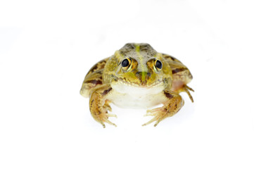Frog isolated on a white background